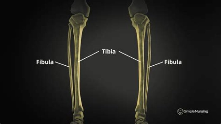 Where is your tibia and fibula
