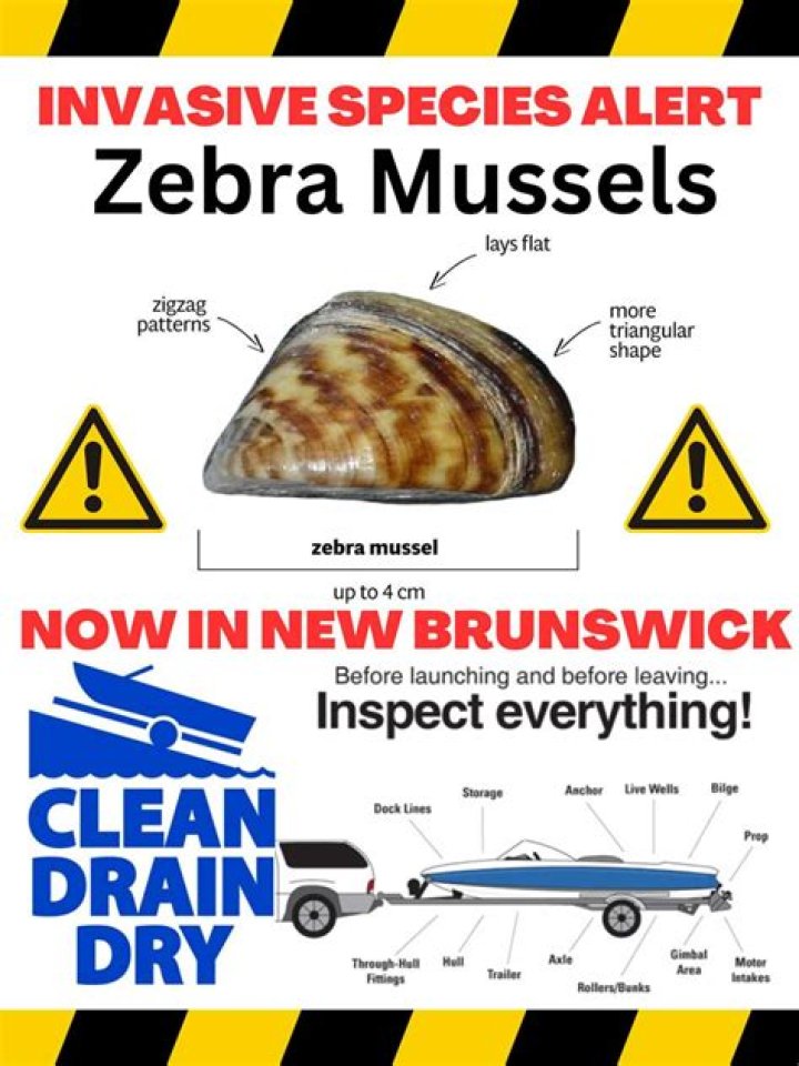 Where was the zebra mussels first found