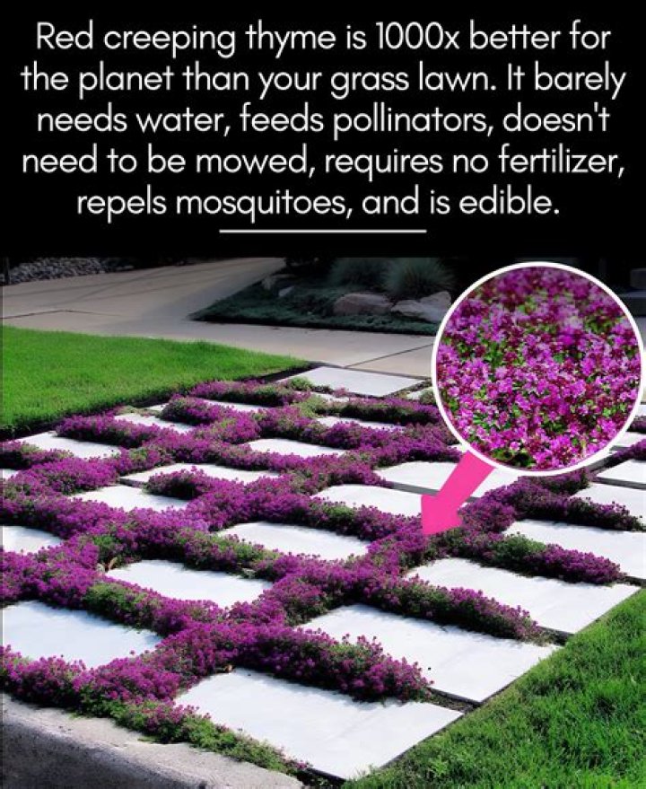 Where was thyme first grown