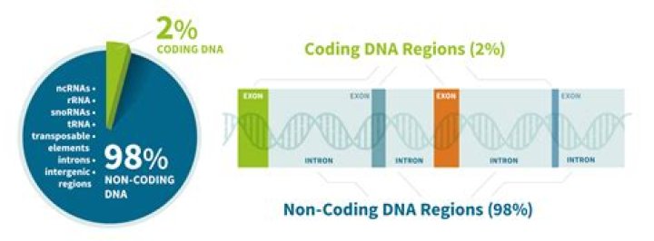 Which are found in non coding sections of DNA