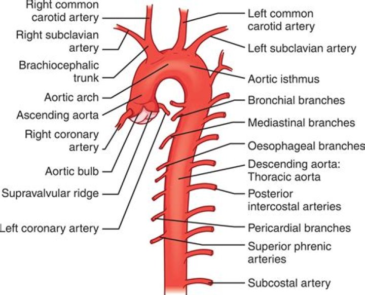 Which branch of the abdominal aorta branches off of the anterior just below the celiac trunk