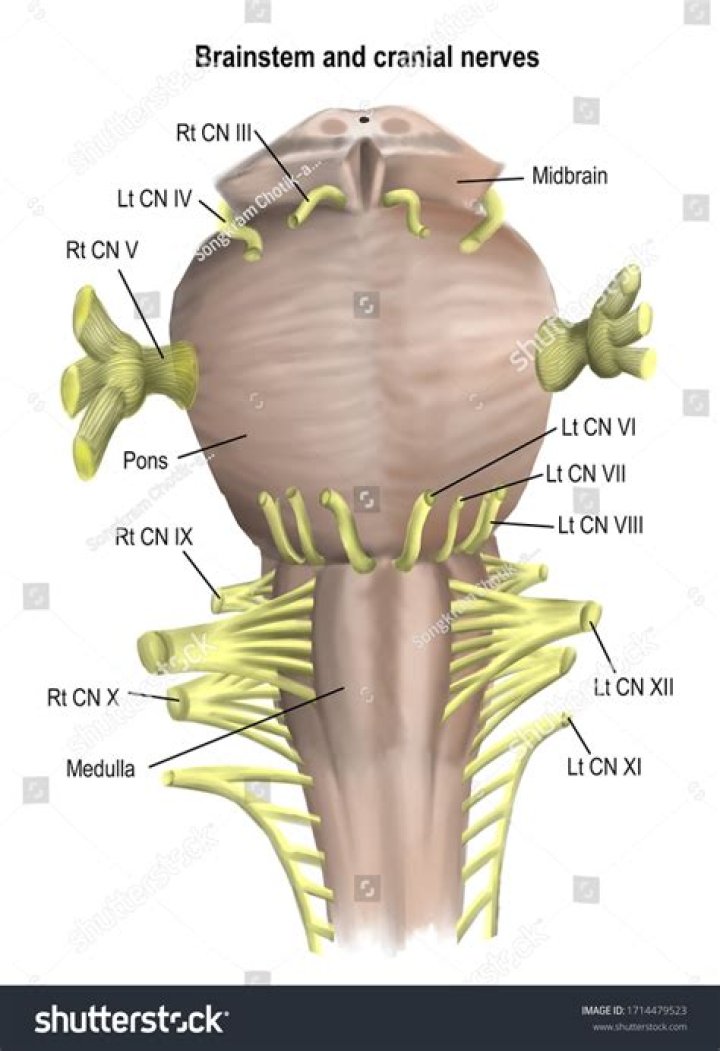 Which cranial nerves are in the brainstem