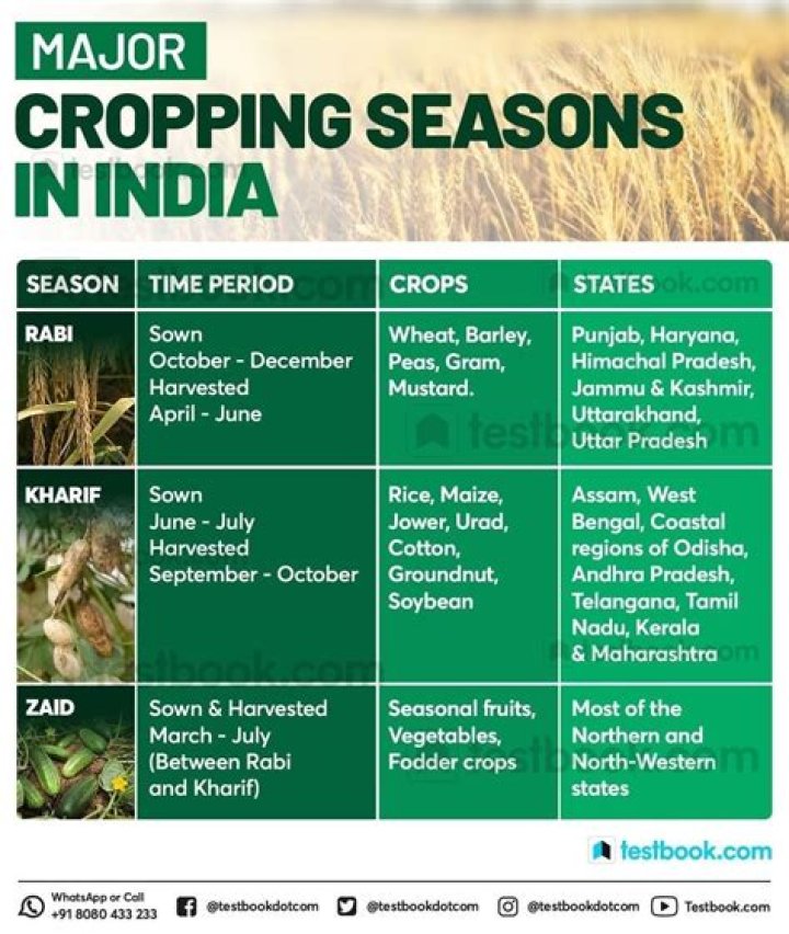Which crop was grown first in India by Indus farmers