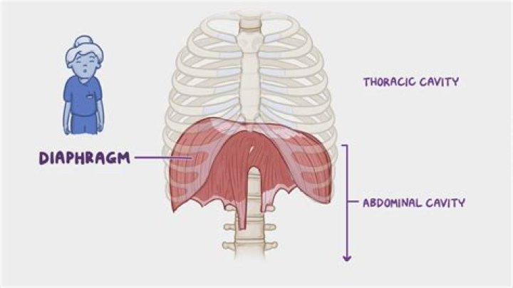 Which describes the action of the diaphragm when it contracts