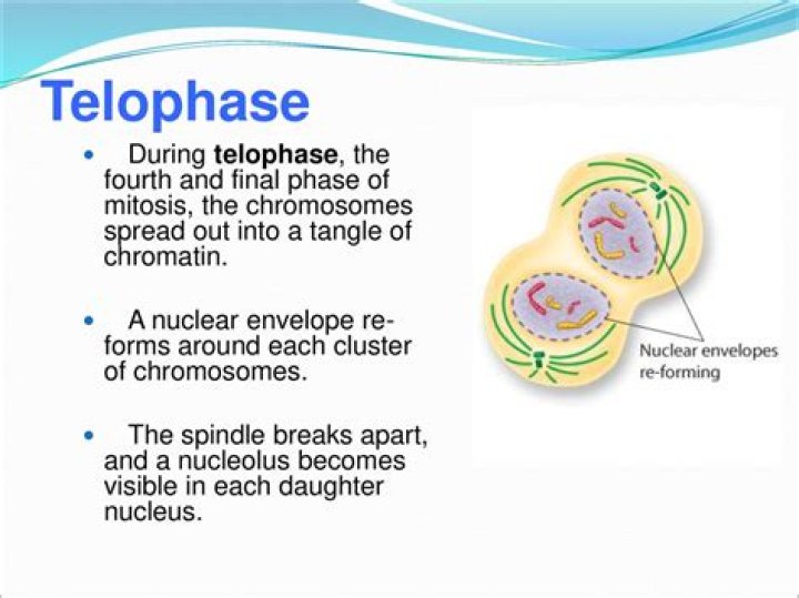 Which does not occur during telophase