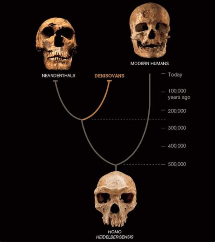 Which feature of Neandertals made them different from archaic H sapiens