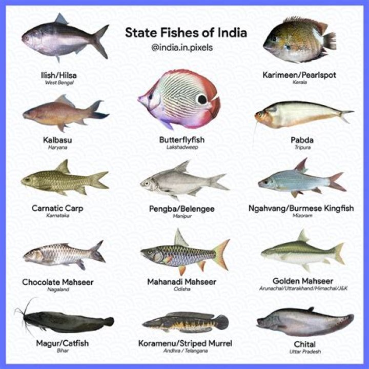 Which fish is best in India