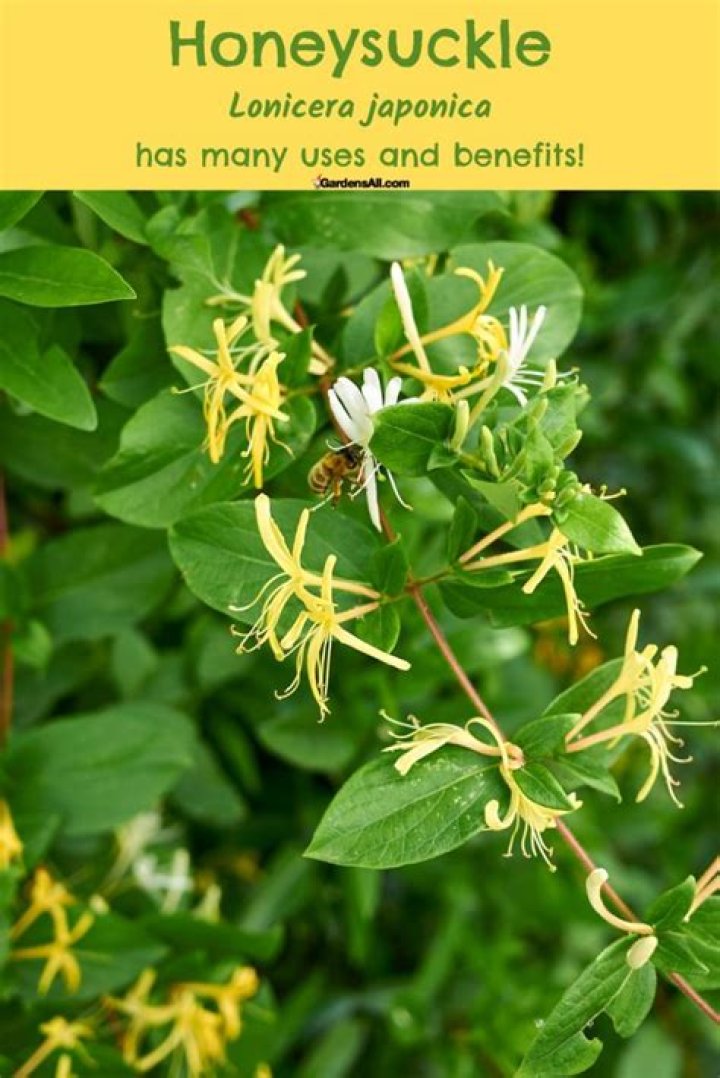 Which honeysuckle is the most fragrant