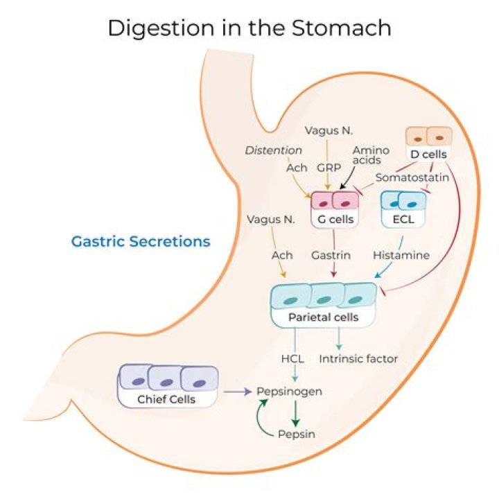Which hormone is made in the stomach and increases hunger