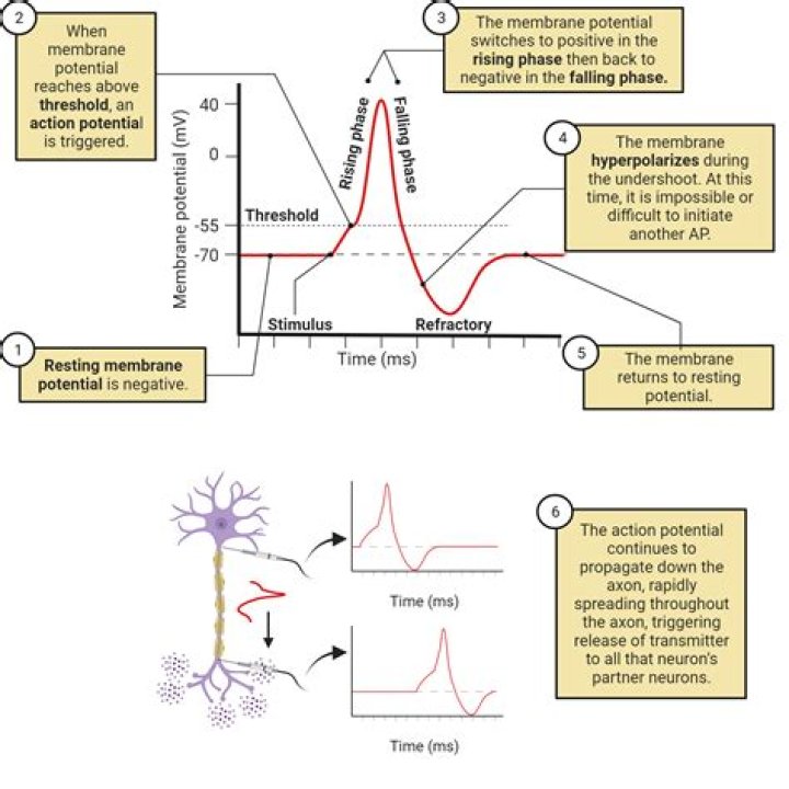 Which ions movements is responsible for repolarization