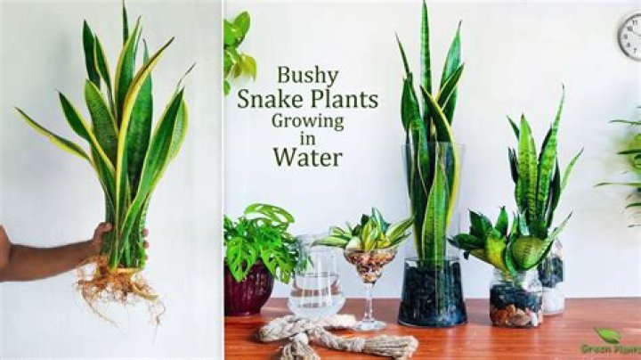 Which is a water plant