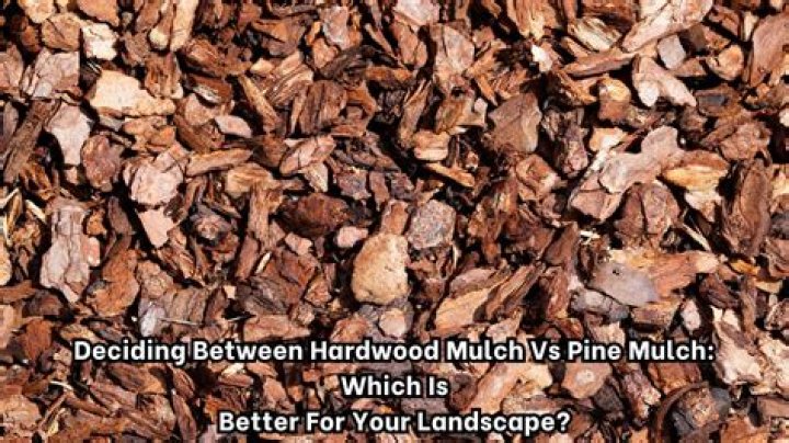 Which is better pine or cedar mulch