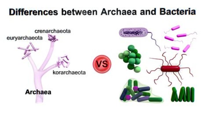 Which is older Bacteria or Archaea