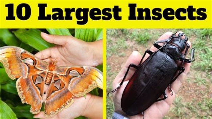 Which is the heaviest insect in the world