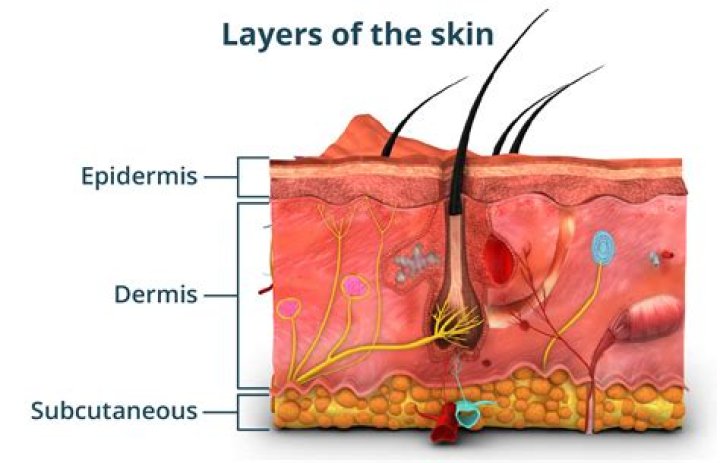 Which layer of skin has no vascularization