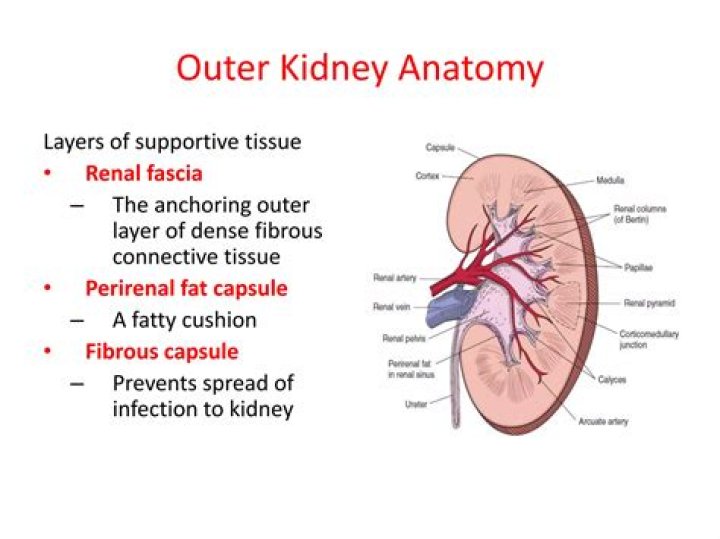 Which layer of support tissue holds the kidneys quizlet