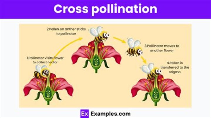 Which method is used in hybridization of self pollinated crops