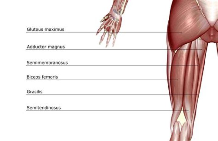 Which muscle is a lateral hamstring