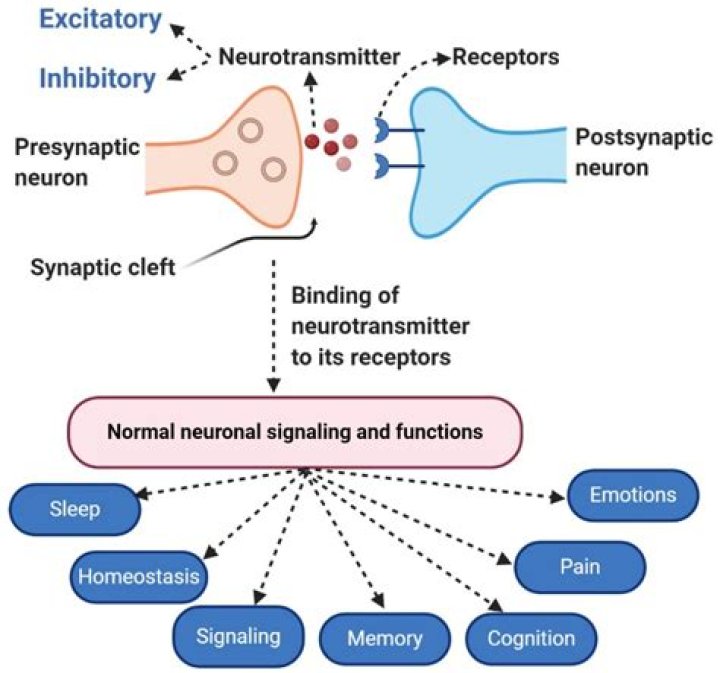 Which neurotransmitter has recently become a focus of research because it may play a role in schizophrenia