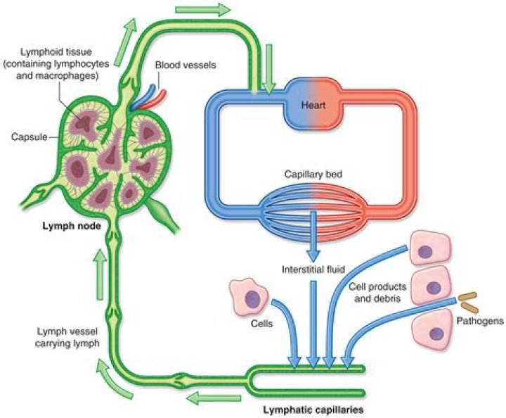 Which nutrients pass from the small intestine to the lymphatic vessels