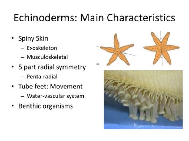 Which of the following is a distinctive feature of all echinoderms
