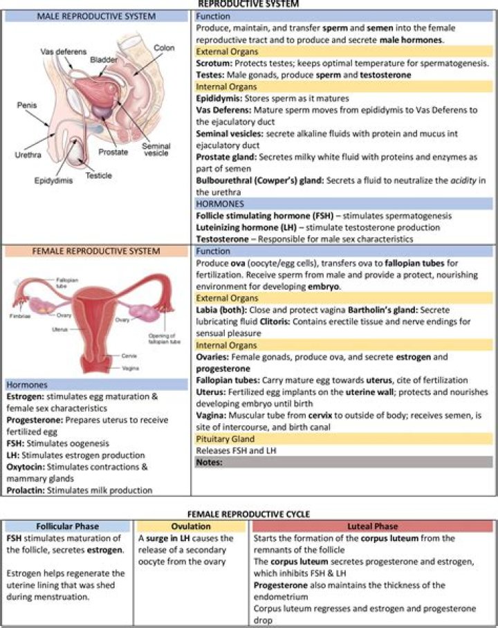 Which of the following is a secreting gland in the male reproductive system