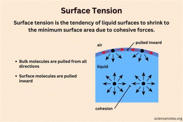 Which of the following is an example of surface tension