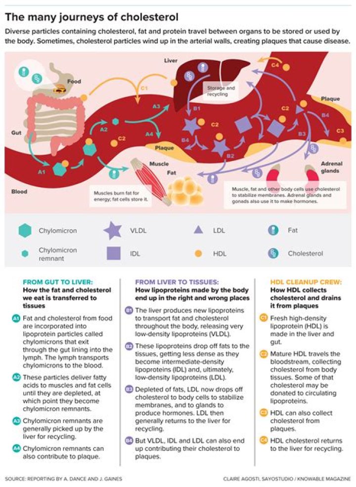Which organ manufactures most cholesterol