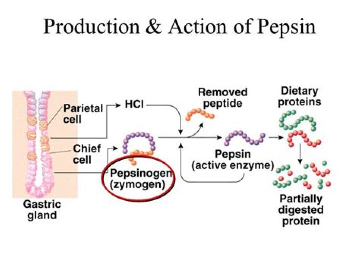 Which organ secretes the enzyme pepsin