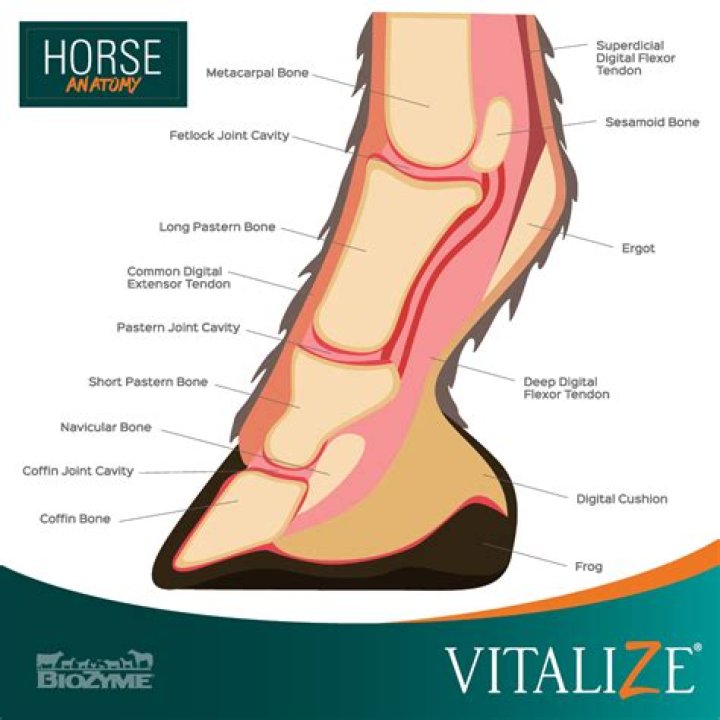 Which part of a horses anatomy is the equivalent of a human ankle