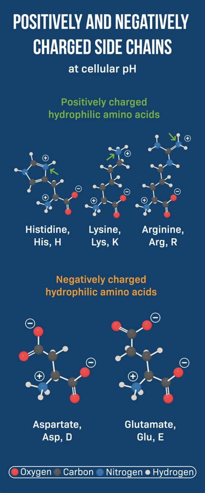 Which part of an atom is positively charged and which part is negatively charged