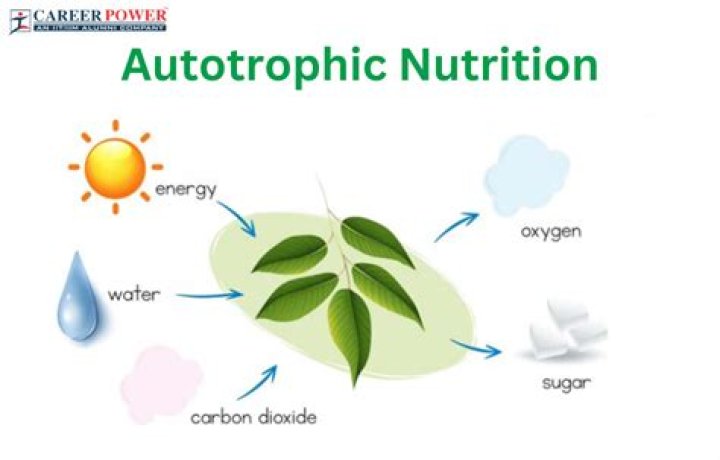Which phase is an example of autotrophic nutrition