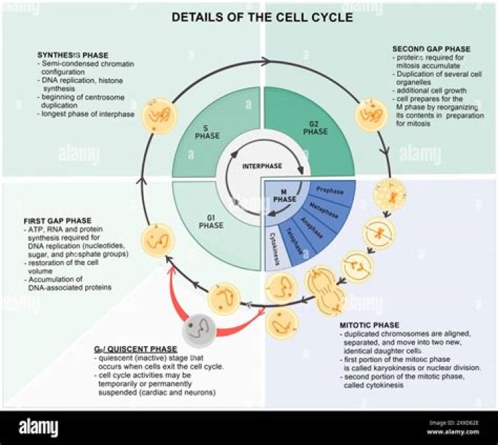 Which phase of the cell cycle is the longest and shortest