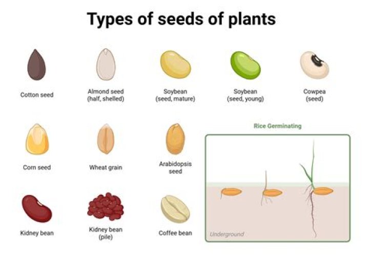 Which plant does not have seeds