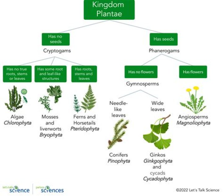 Which plant has the longest leaves