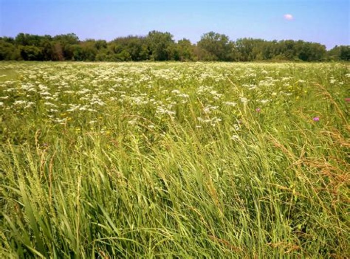 Which plants are found in the prairies