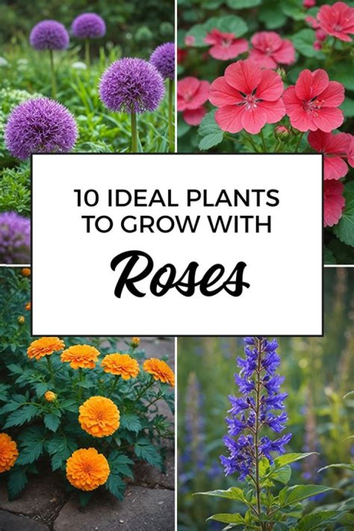 Which plants go well with roses