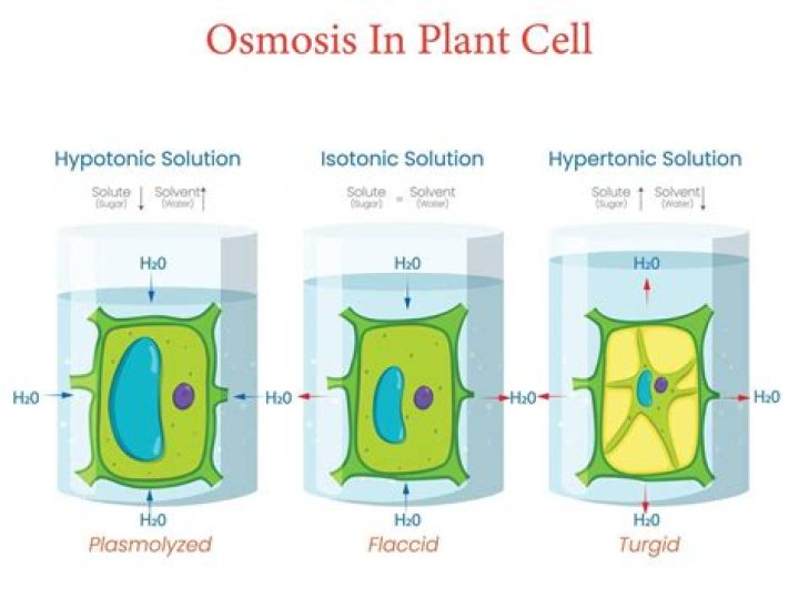 Which plasma constituent is the main contributor to osmotic pressure