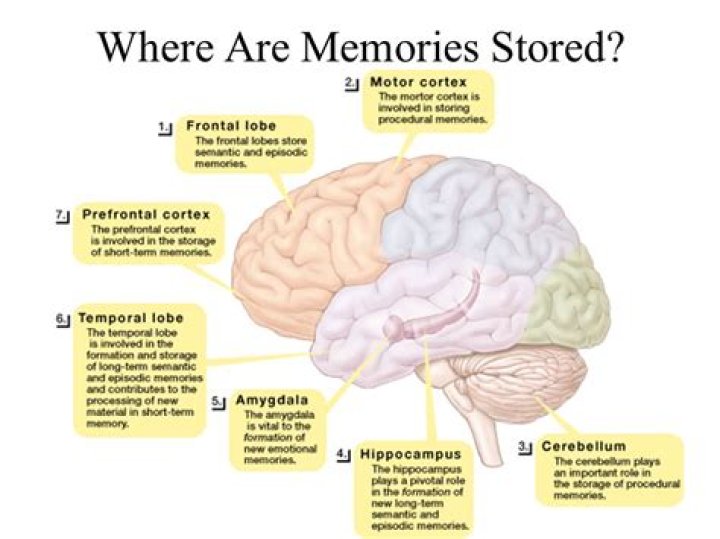 Which side of the brain controls memory