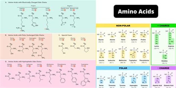 Which species is most similar in its amino acid sequence to the aphids sequence