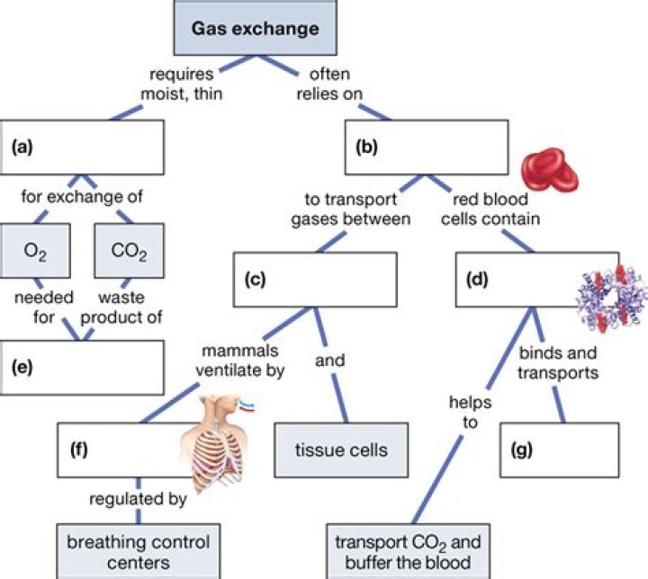 Which statement about the gas exchange system in fish is correct