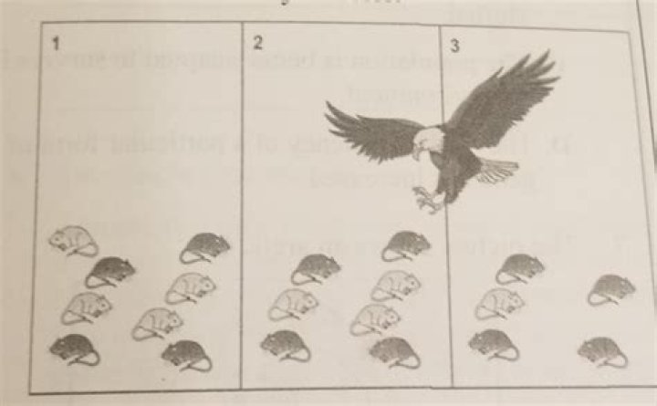 Which statement is the most likely explanation for why the mouse population changed over time