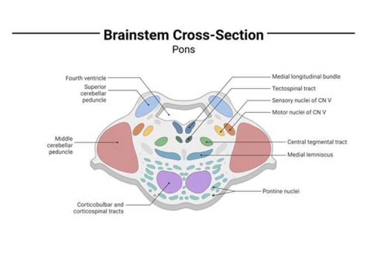 Which sulcus separates the pons from the midbrain