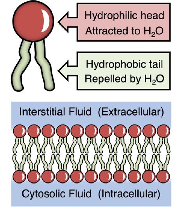Which three amphipathic lipids are present in the cell membrane