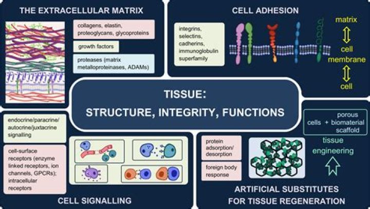Which tissue type is made up of widely spaced cells and abundant extracellular matrix