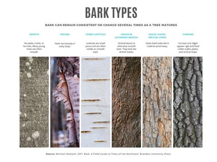 Which tree has red bark