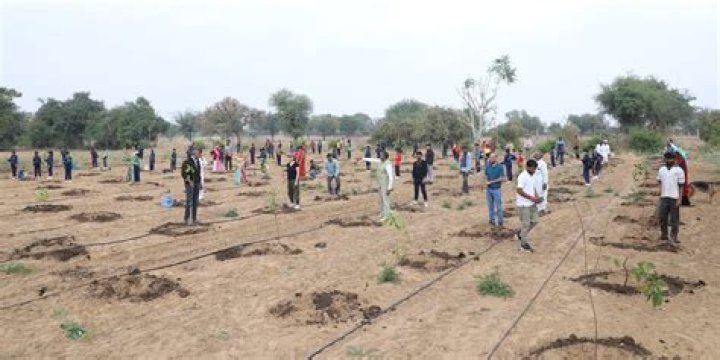 Which tree plantation is profitable in India