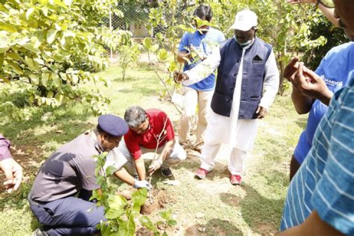 Which tree plantation is profitable