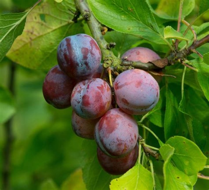 Which type of fruit is plum