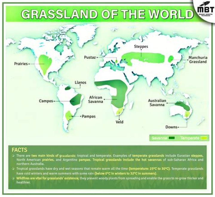 Which type of grassland has grass patches with thorn forest